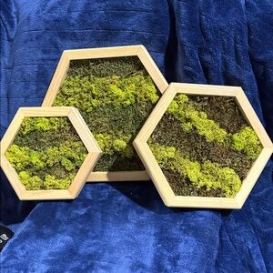 Hexagonal Framed Moss Wall Art Trio - Green and Natural Tones